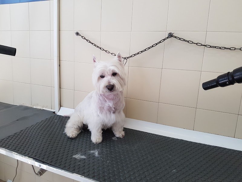 Sansone e Chicca - Foto 1