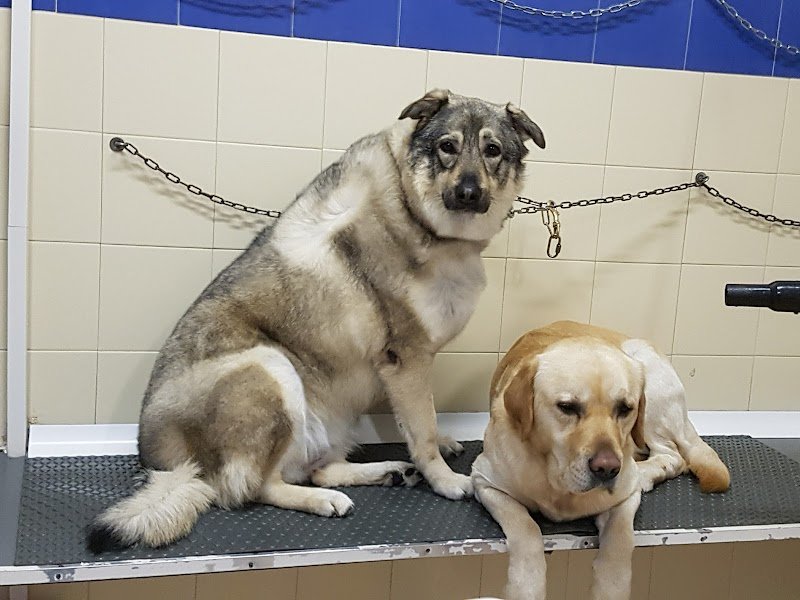 Sansone e Chicca - Foto 2