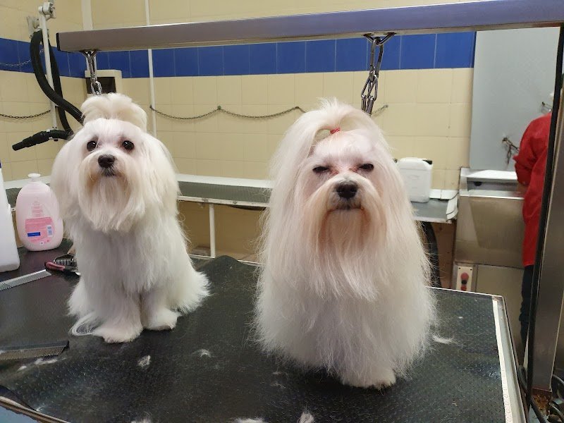 Sansone e Chicca - Foto 3