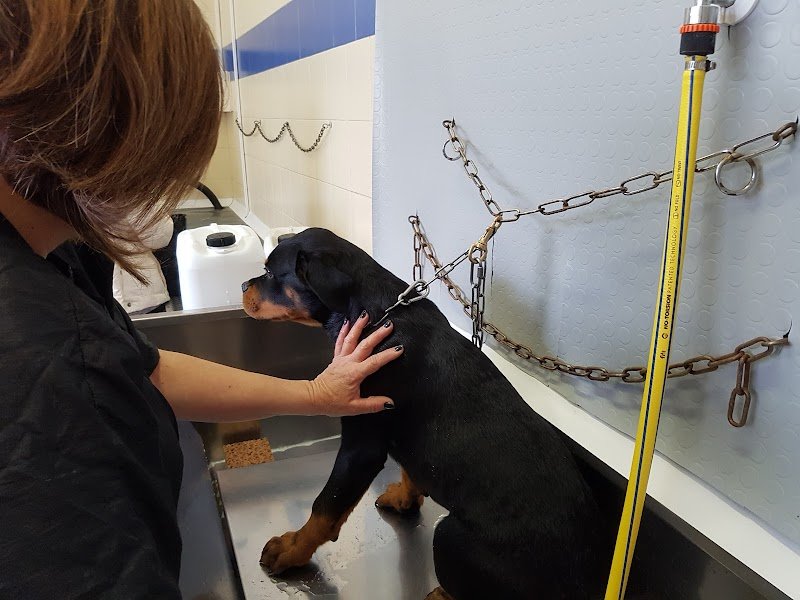 Sansone e Chicca - Foto 4