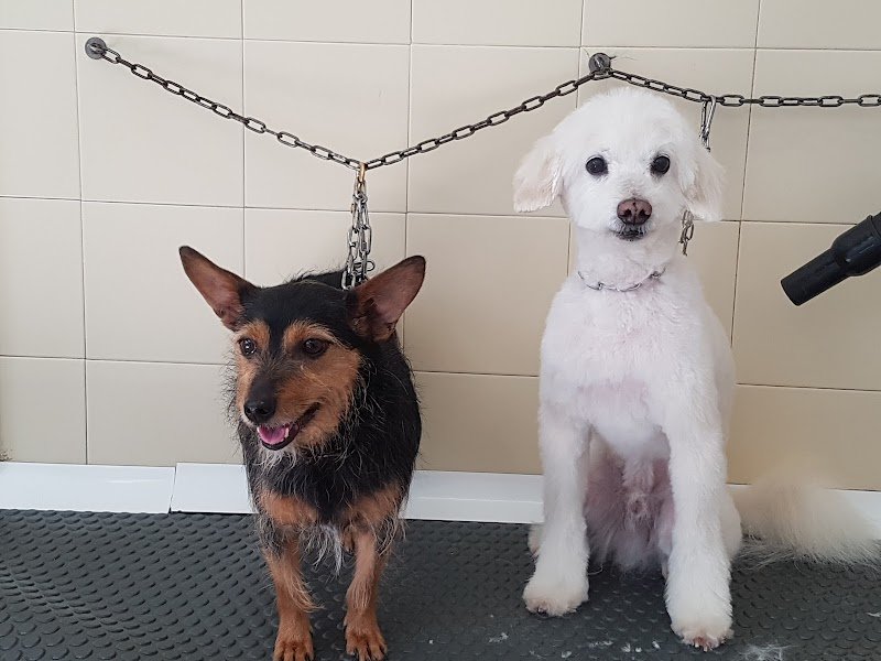 Sansone e Chicca - Foto 5