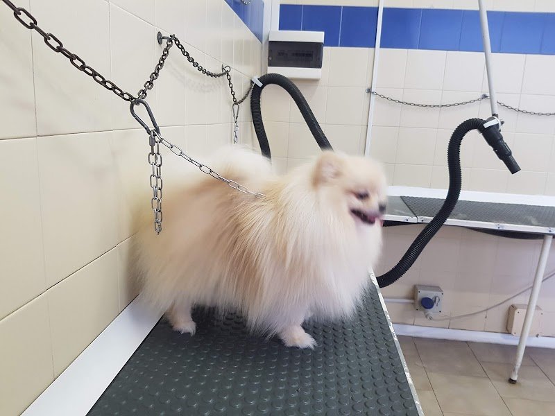 Sansone e Chicca - Foto 6