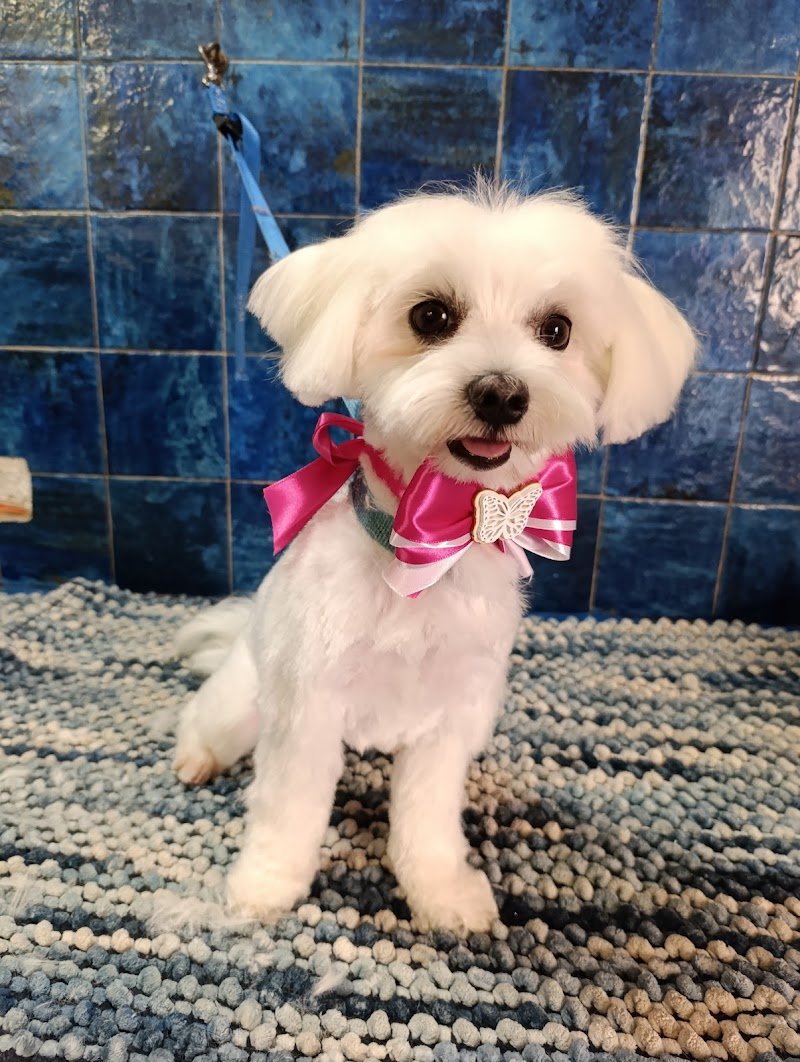 Sara Dog Style di Giai Sara - Foto 2