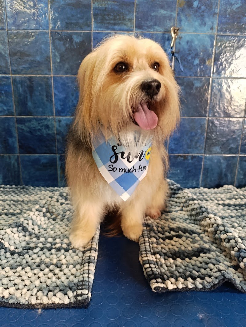 Sara Dog Style di Giai Sara - Foto 3