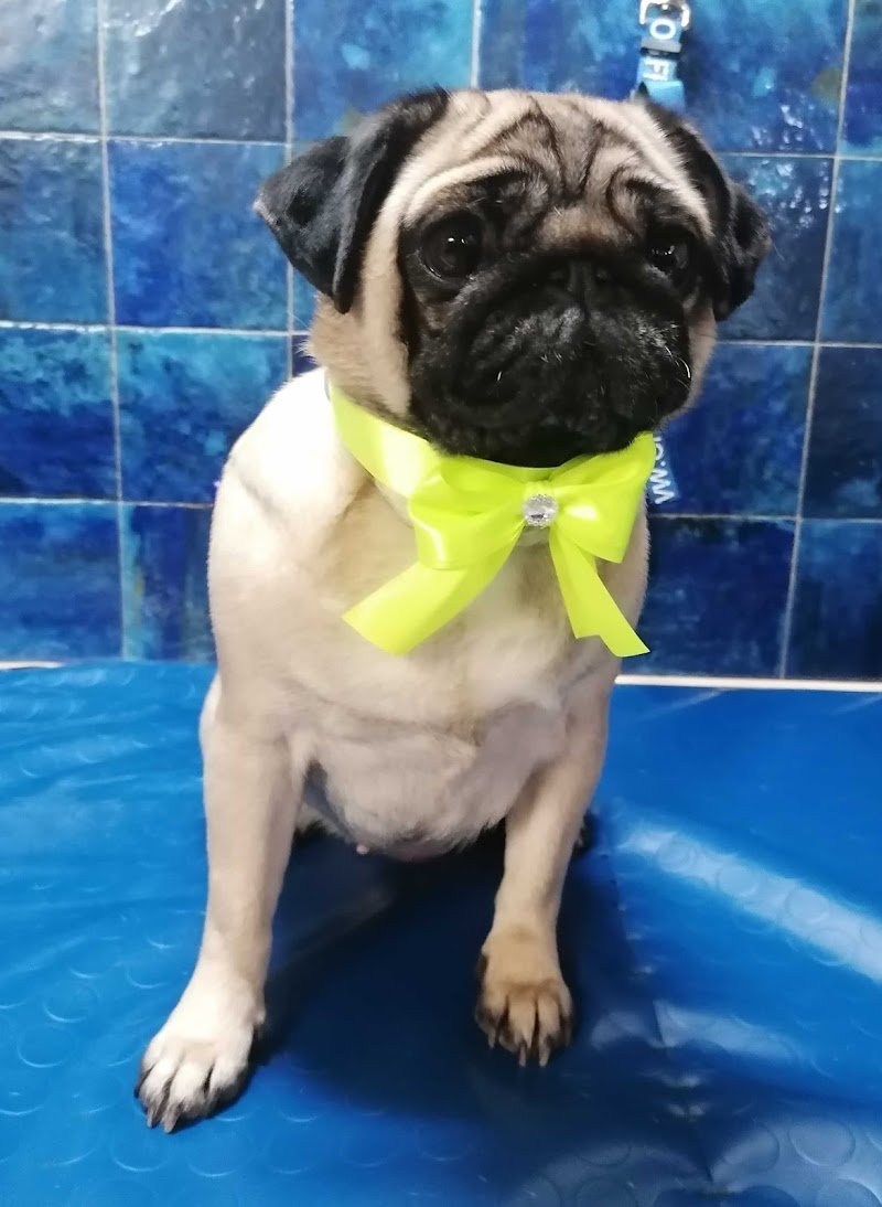 Sara Dog Style di Giai Sara - Foto 5