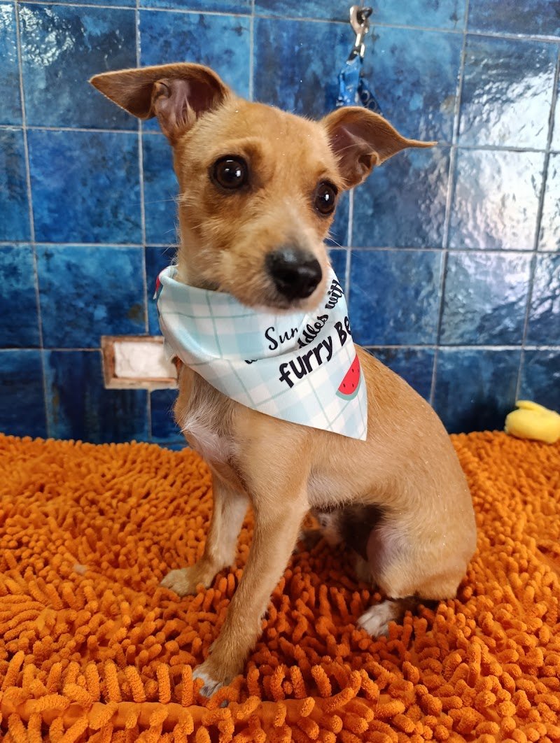 Sara Dog Style di Giai Sara - Foto 6