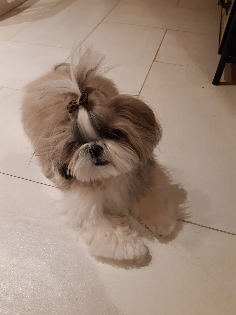 Schiuma & Coccole - Foto 2