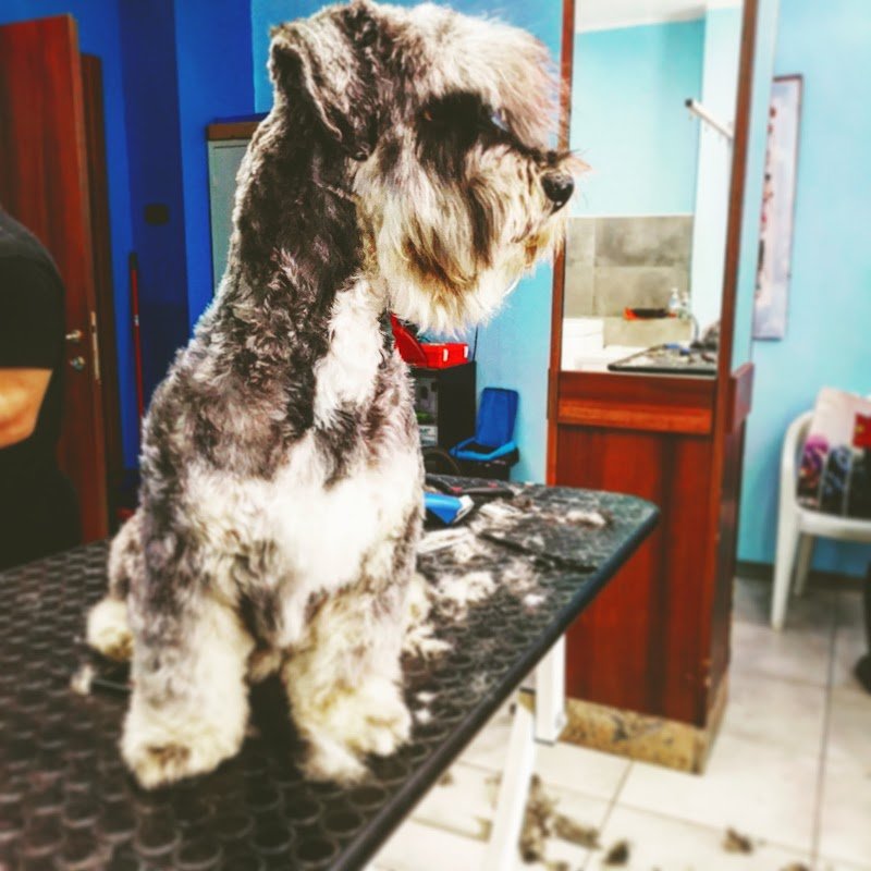 Schiuma & Coccole - Foto 4