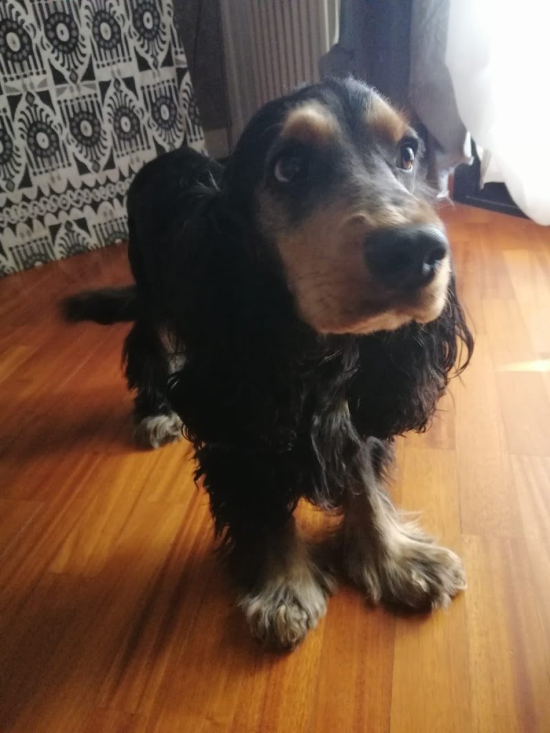 Schiuma & Coccole - Foto 5