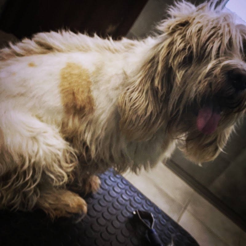 Schiuma & Coccole - Foto 6