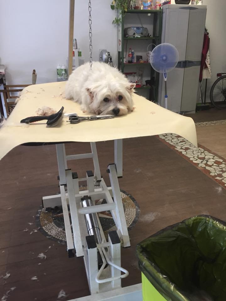 Scodinzo Lando Rimini - Foto 1