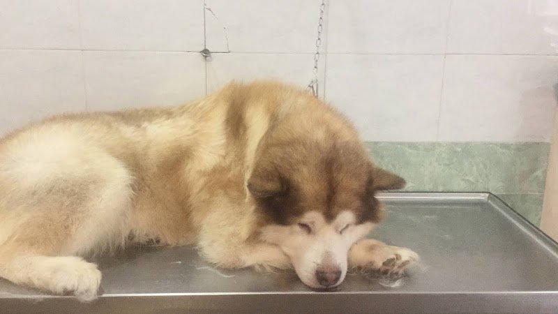 Scodinzo Lando Rimini - Foto 2