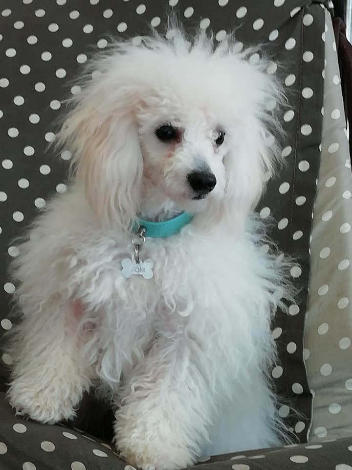 Scodinzo Lando Rimini - Foto 5