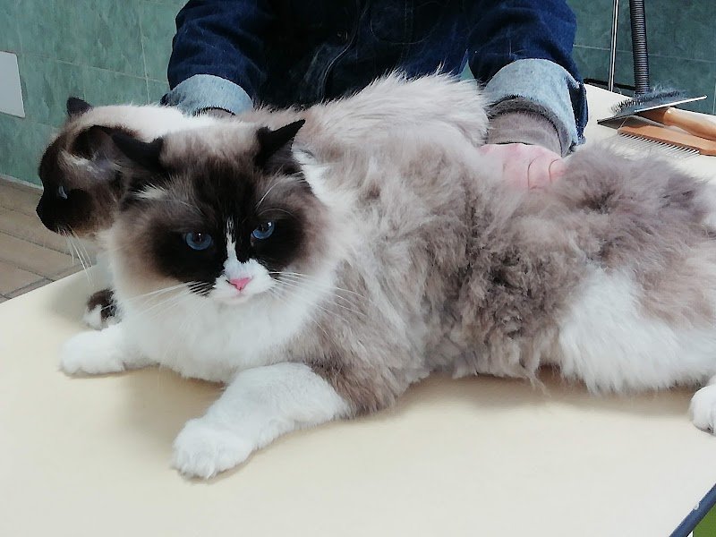 Scodinzo Lando Rimini - Foto 6