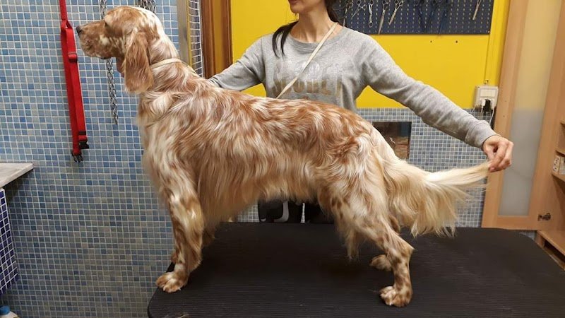 Scodinzola e Splendi di Tuccori Tiziana - Foto 1