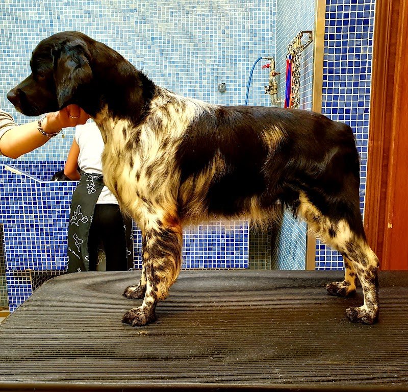 Scodinzola e Splendi di Tuccori Tiziana - Foto 2