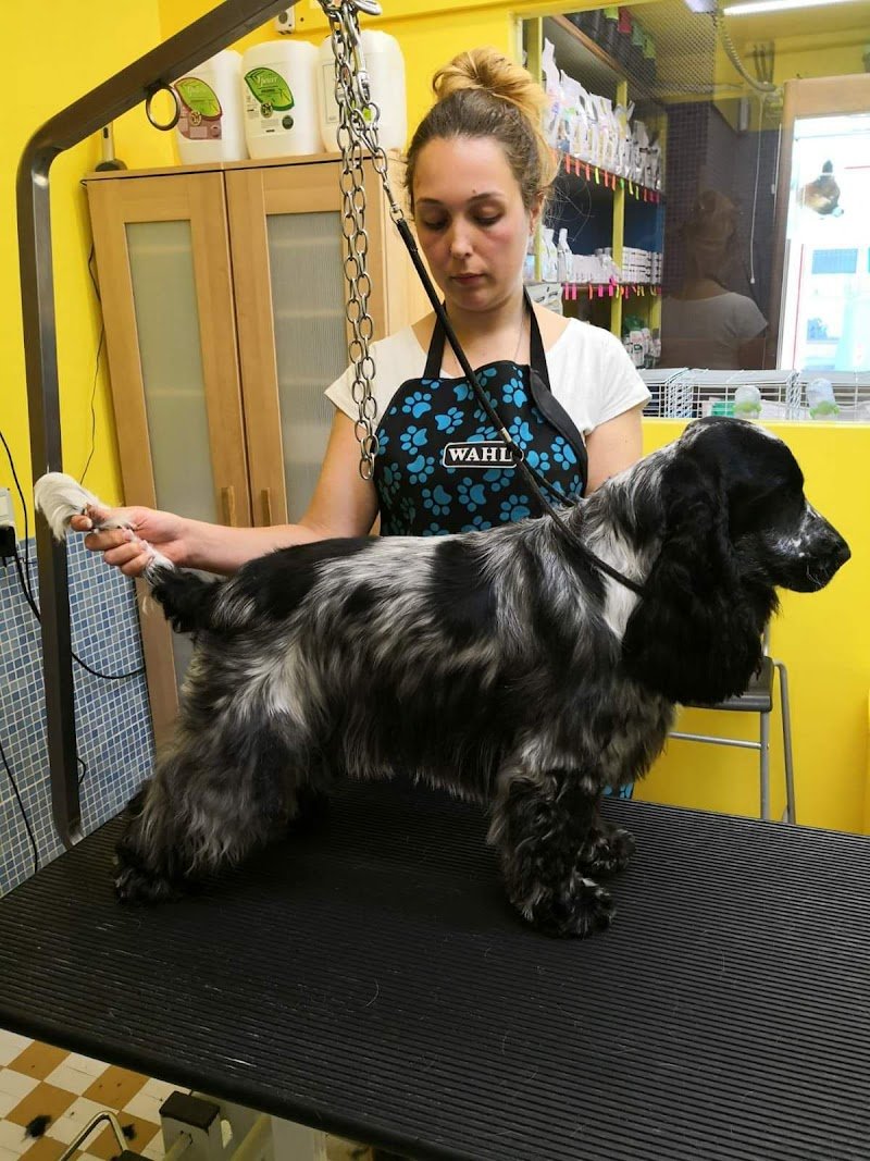 Scodinzola e Splendi di Tuccori Tiziana - Foto 3