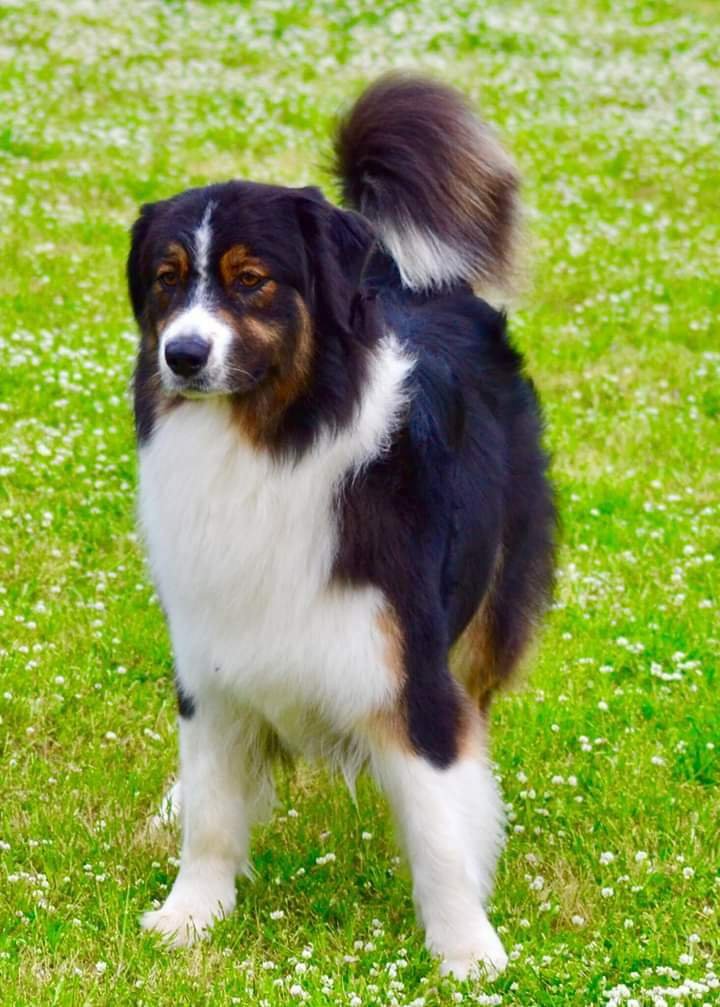 Scodinzola e Splendi di Tuccori Tiziana - Foto 4