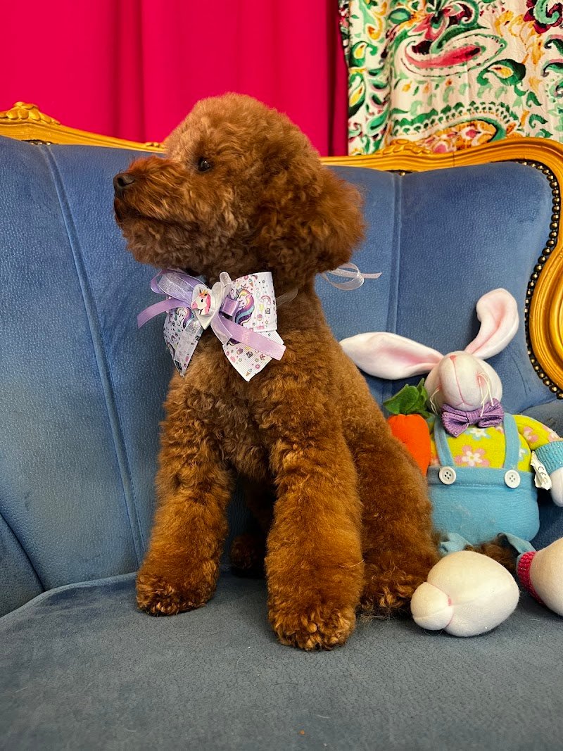 Scodinzola e Splendi di Tuccori Tiziana - Foto 5