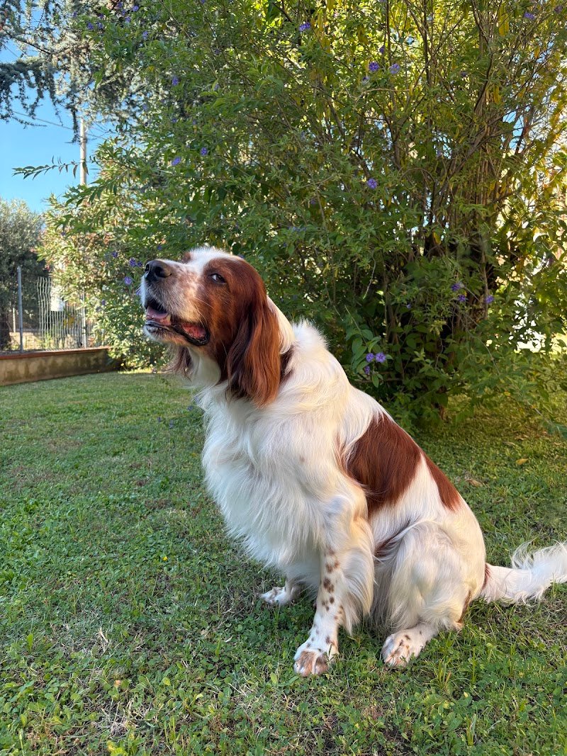 Scodinzola e Splendi di Tuccori Tiziana - Foto 6