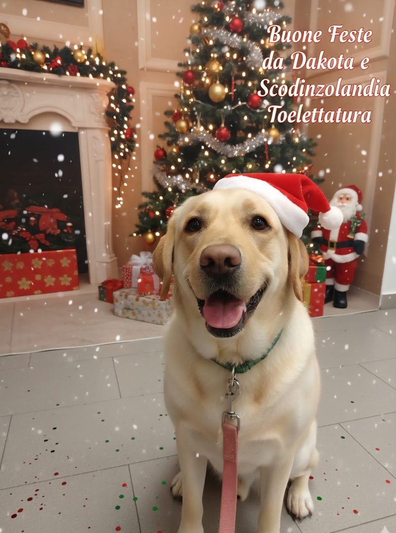 Scodinzolandia Toelettatura e Pet Shop - Foto 2