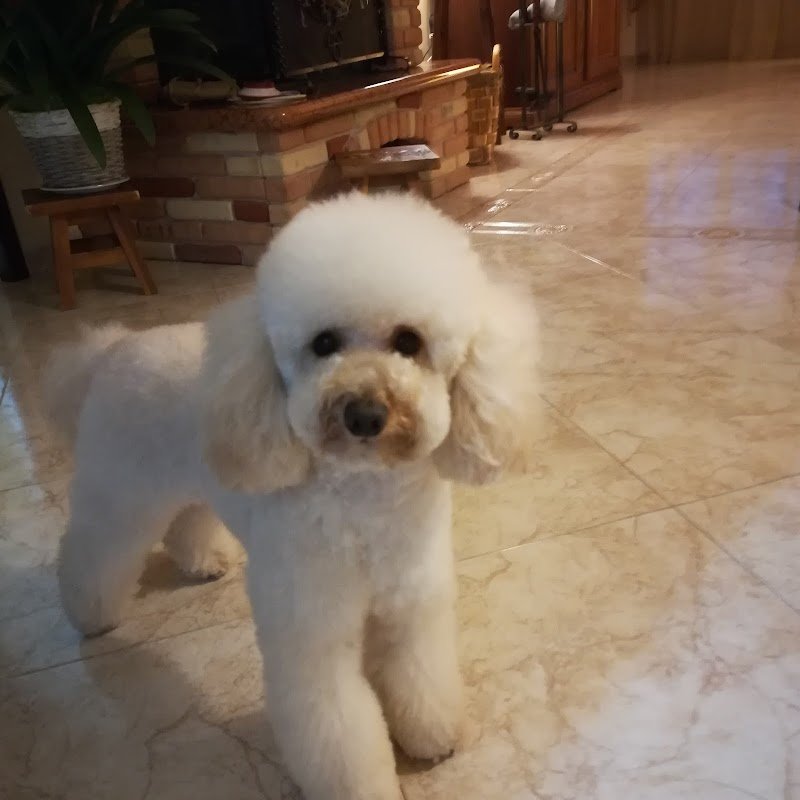 Scodinzolando di Rossi Gianluca - Foto 1