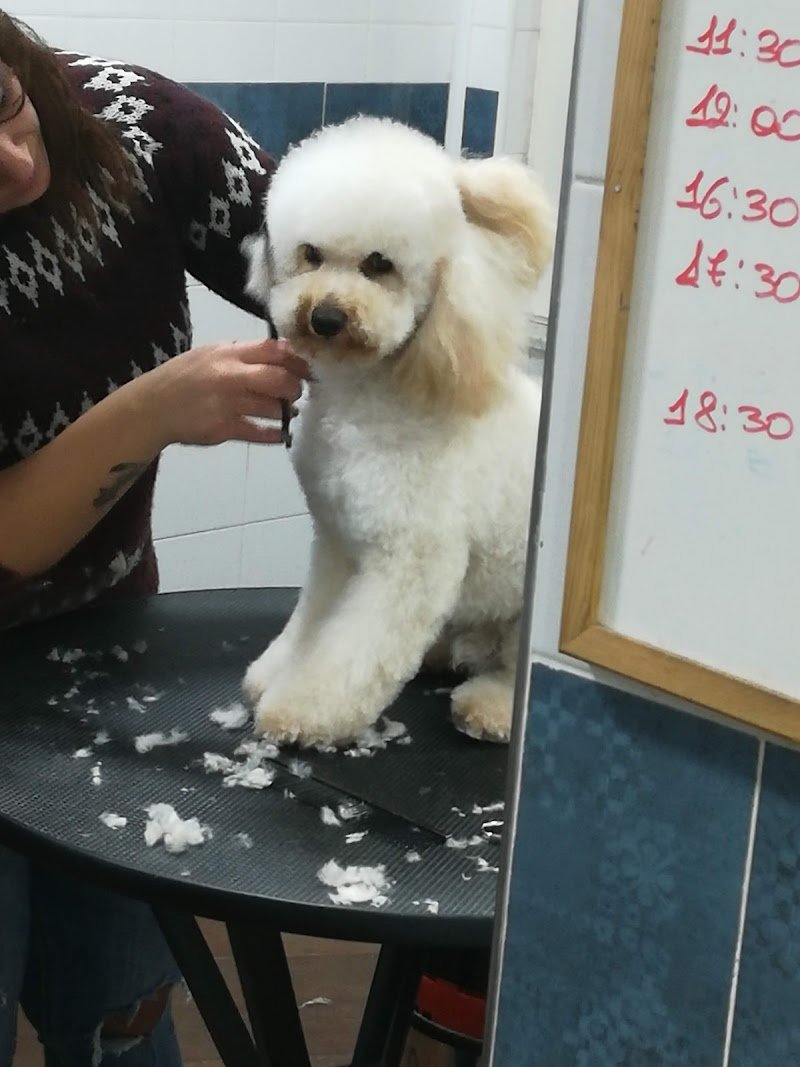 Scodinzolando di Rossi Gianluca - Foto 3