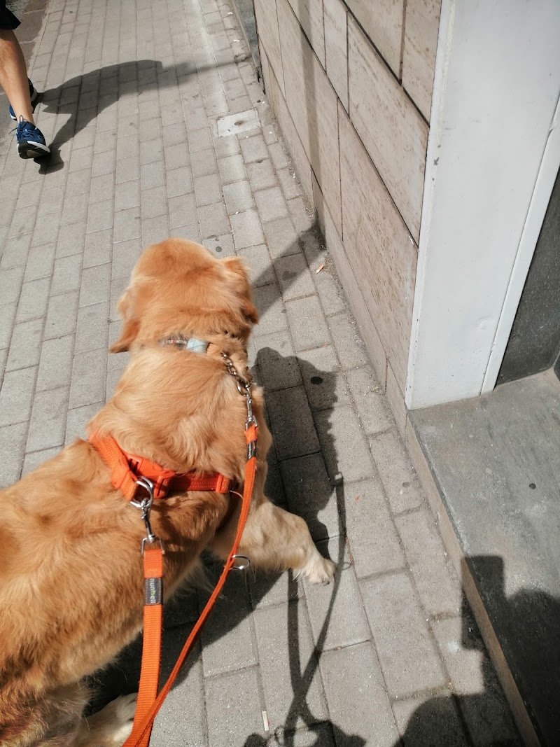 Scodinzolando di Rossi Gianluca - Foto 5