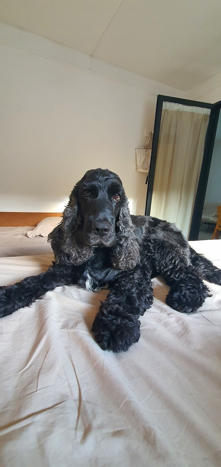 Scodinzolando di Rossi Gianluca - Foto 6