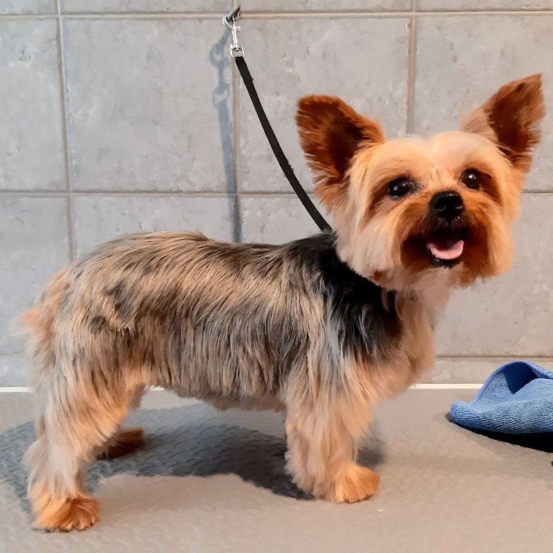 Scodinzolando di Simona Fantoni - Foto 1