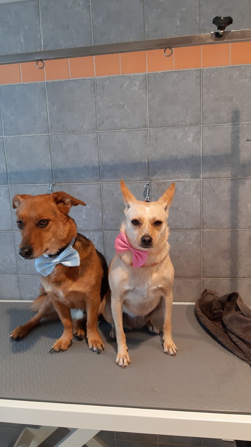 Scodinzolando di Simona Fantoni - Foto 2