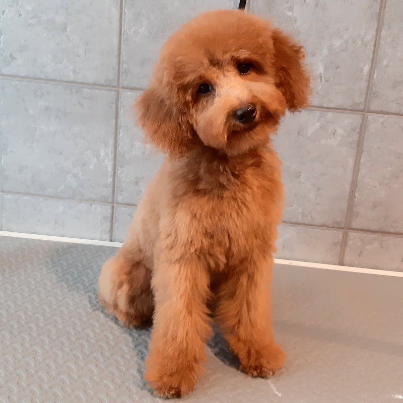 Scodinzolando di Simona Fantoni - Foto 3