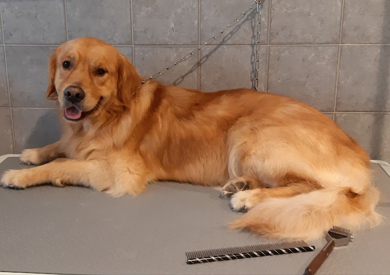 Scodinzolando di Simona Fantoni - Foto 4