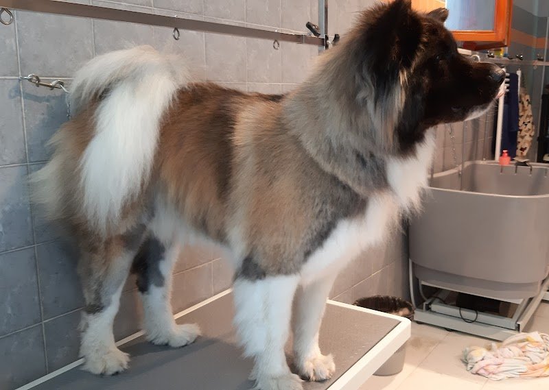 Scodinzolando di Simona Fantoni - Foto 5