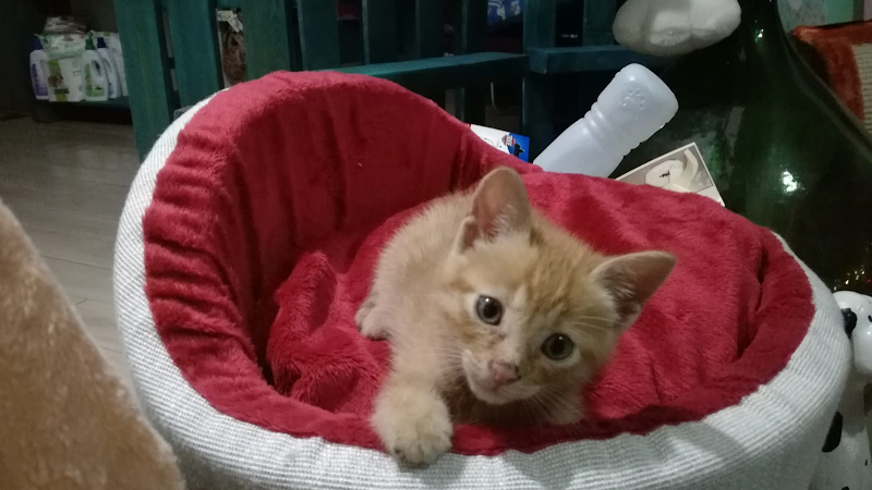 Scodinzolando | Pet Shop e Toelettatura - Foto 2