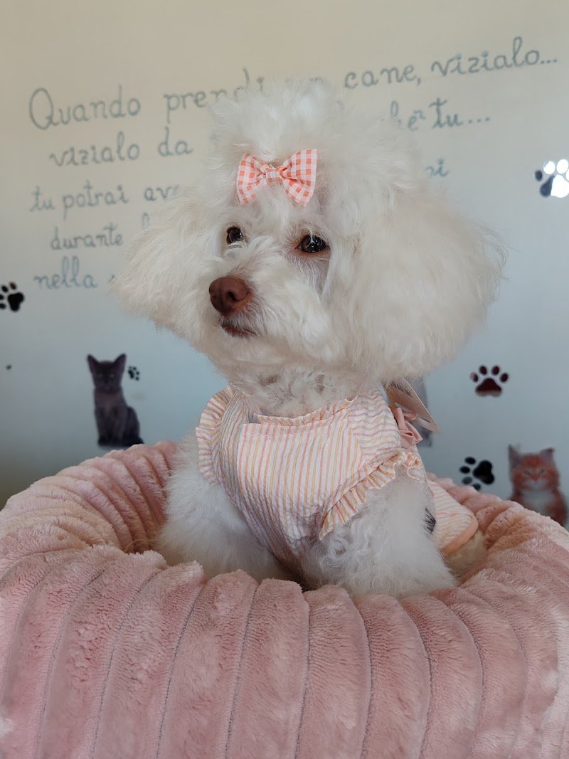 Scodinzolando | Pet Shop e Toelettatura - Foto 5