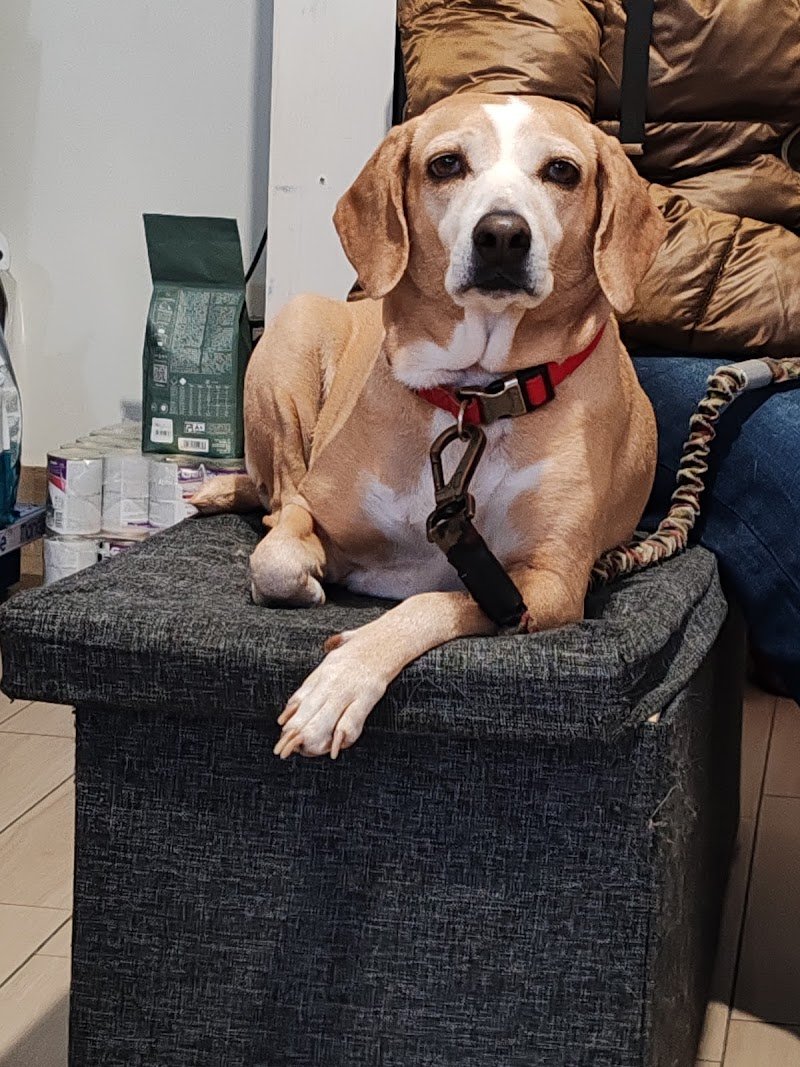 Scodinzolando | Pet Shop e Toelettatura - Foto 6