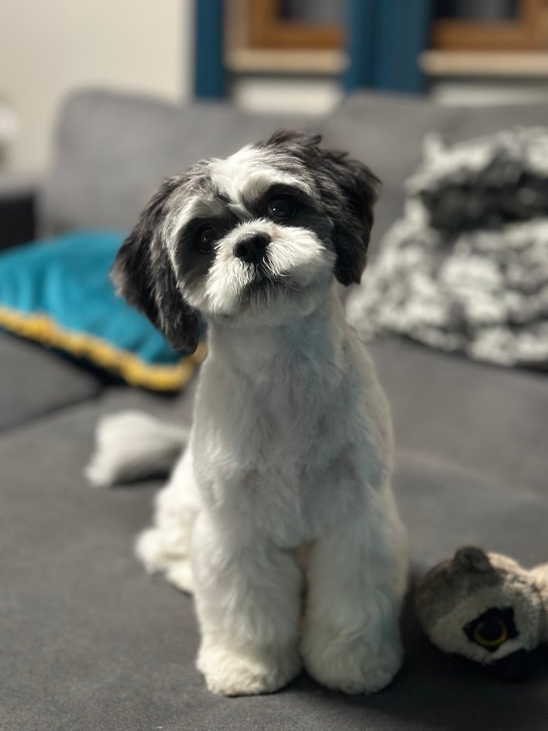 Scodinzolando - Foto 2