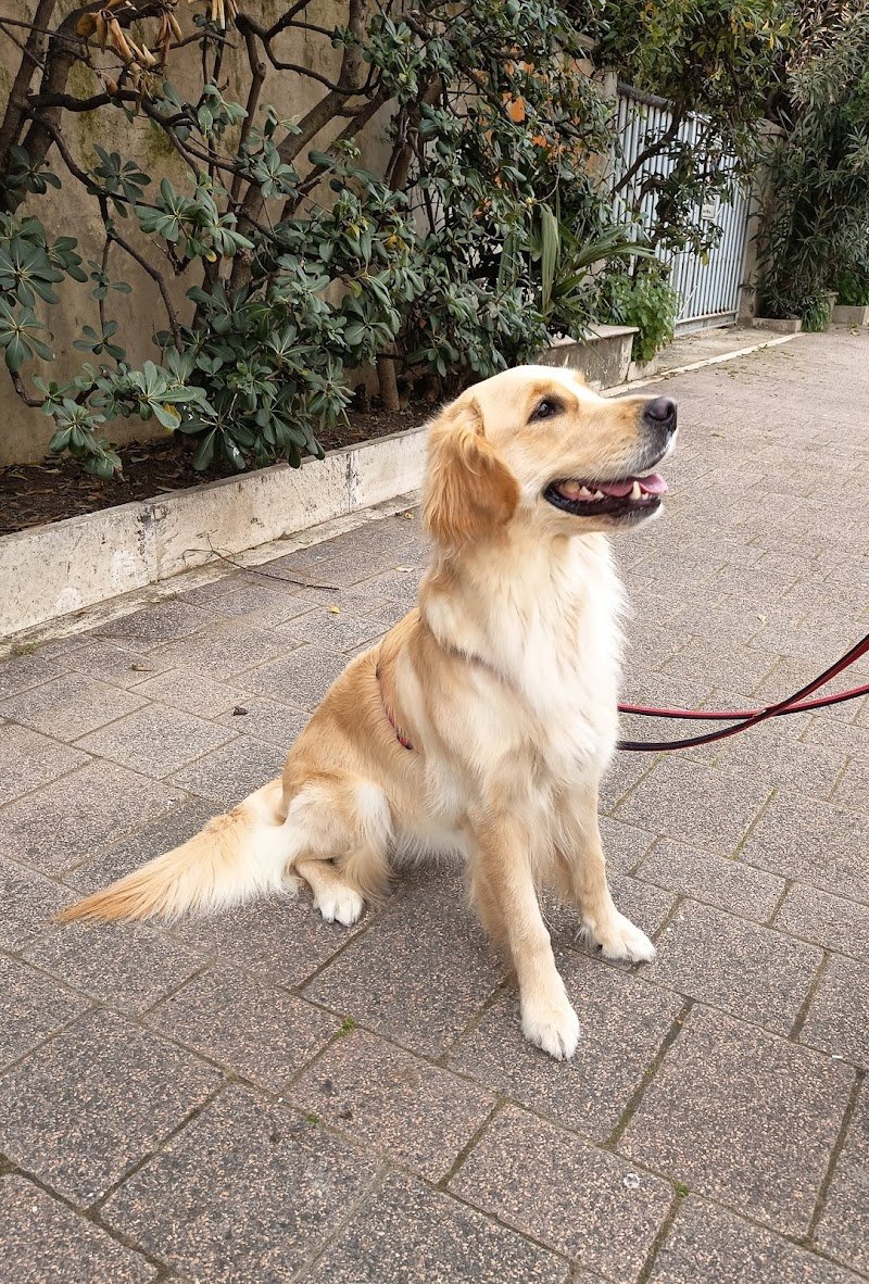 Scodinzolando - Foto 6