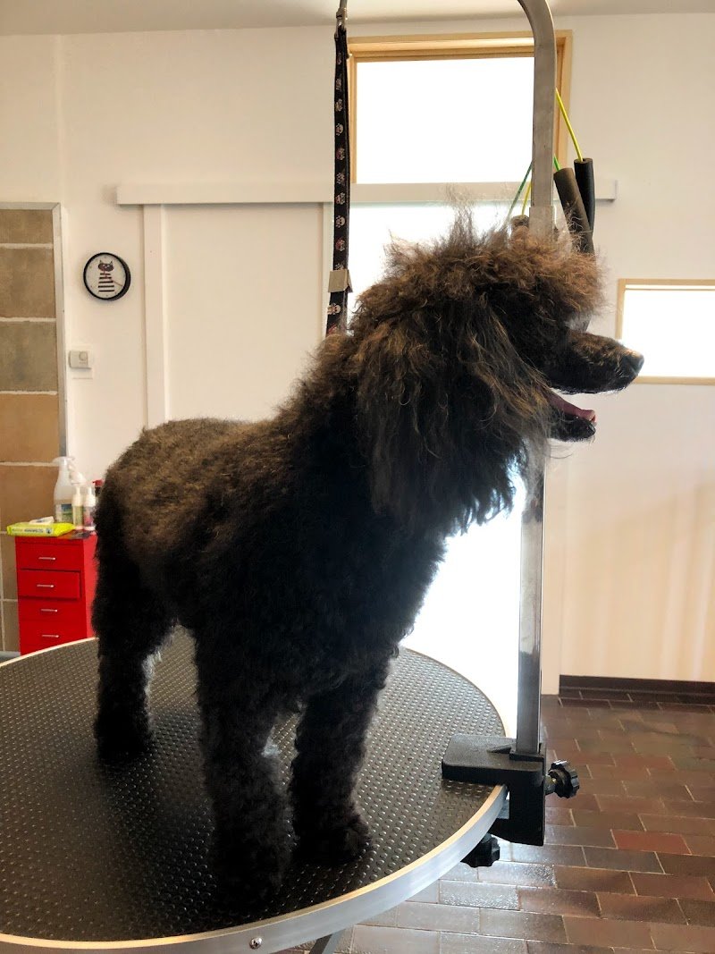 Scodinzolando Toelettatura Cani e Gatti - Foto 1