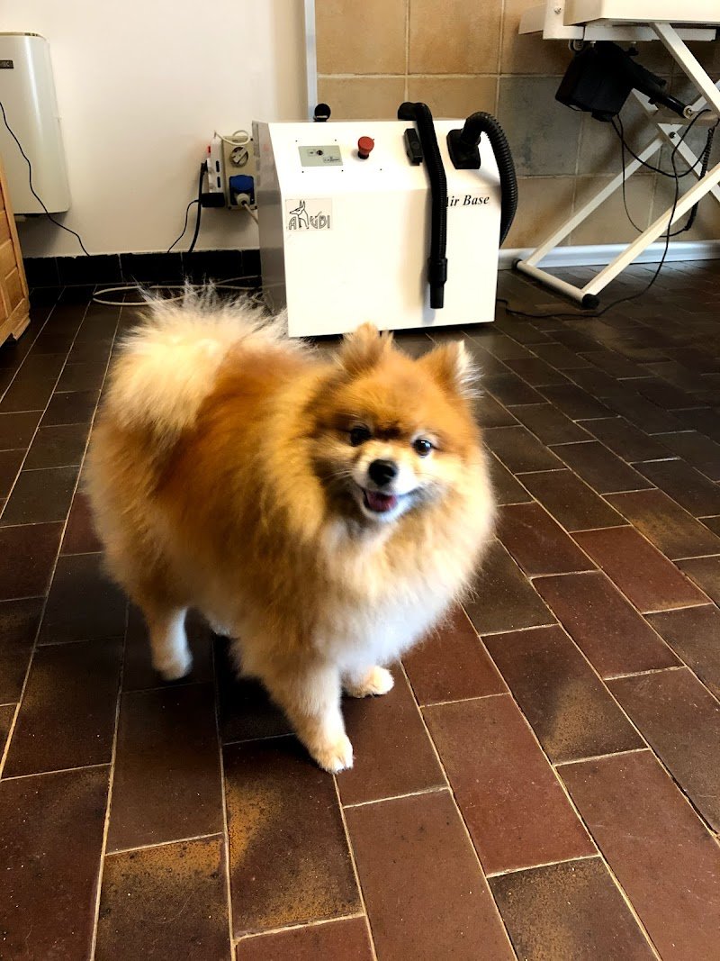 Scodinzolando Toelettatura Cani e Gatti - Foto 2