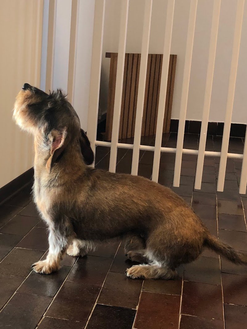 Scodinzolando Toelettatura Cani e Gatti - Foto 3