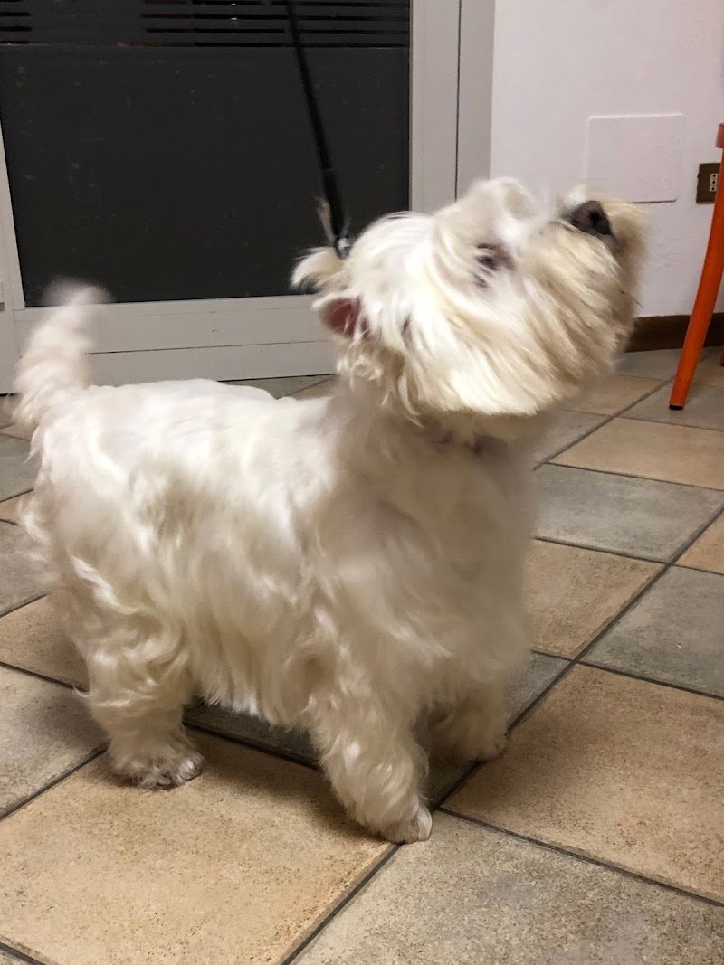 Scodinzolando Toelettatura Cani e Gatti - Foto 5