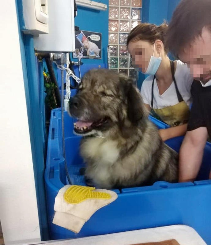 Scodinzolando Toelettatura Cani e Gatti - Foto 6