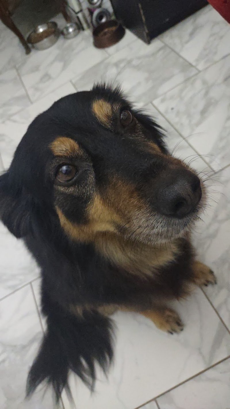 Scodinzolando Toelettatura Cani - Foto 1