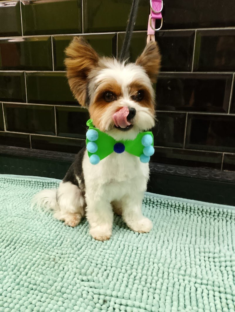 Scodinzolavo - Foto 1