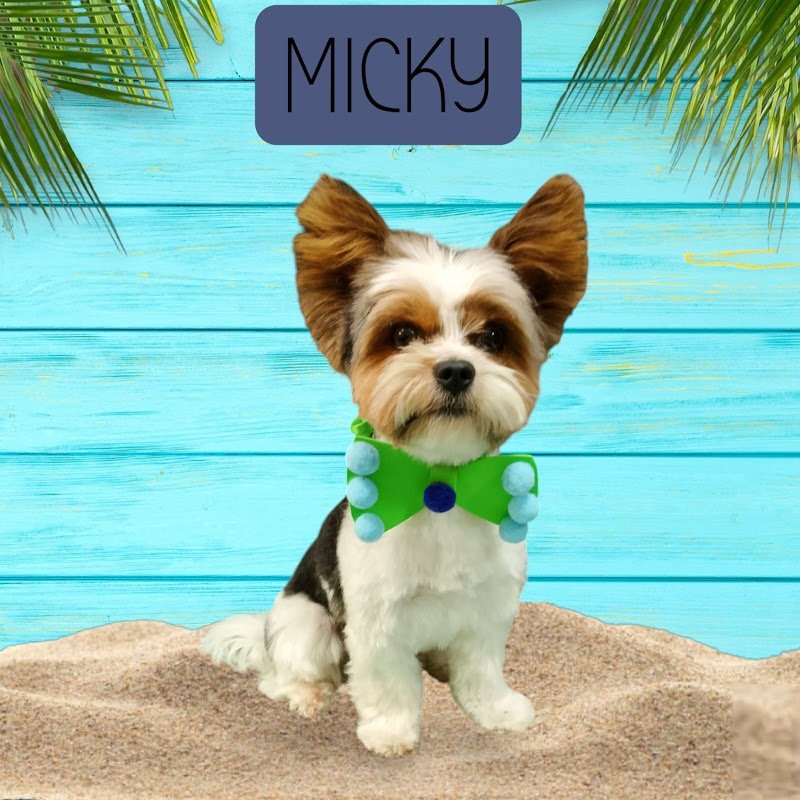 Scodinzolavo - Foto 4