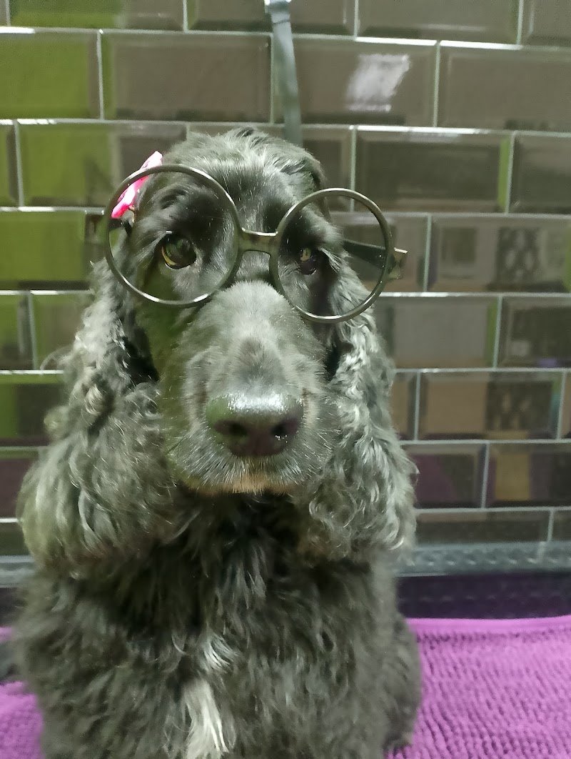 Scodinzolavo - Foto 5