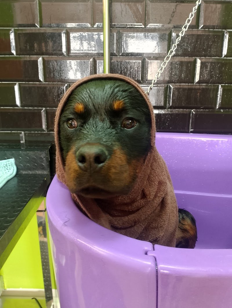 Scodinzolavo - Foto 6