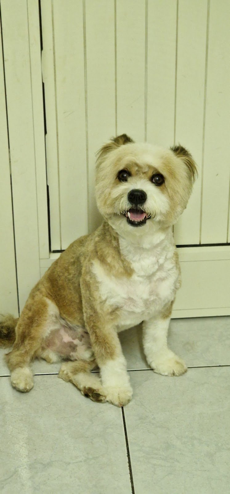 Scodinzolì - Foto 2